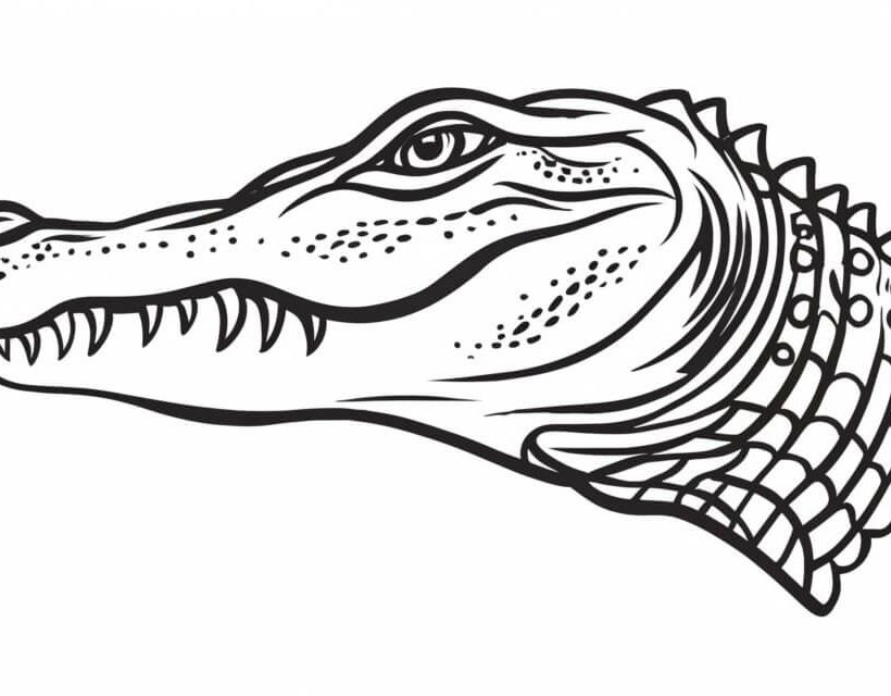 Alligator coloring pages free printable