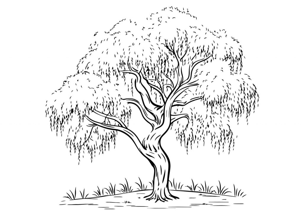 Trees Color Sheets (Free   Printable) Kokoprint com