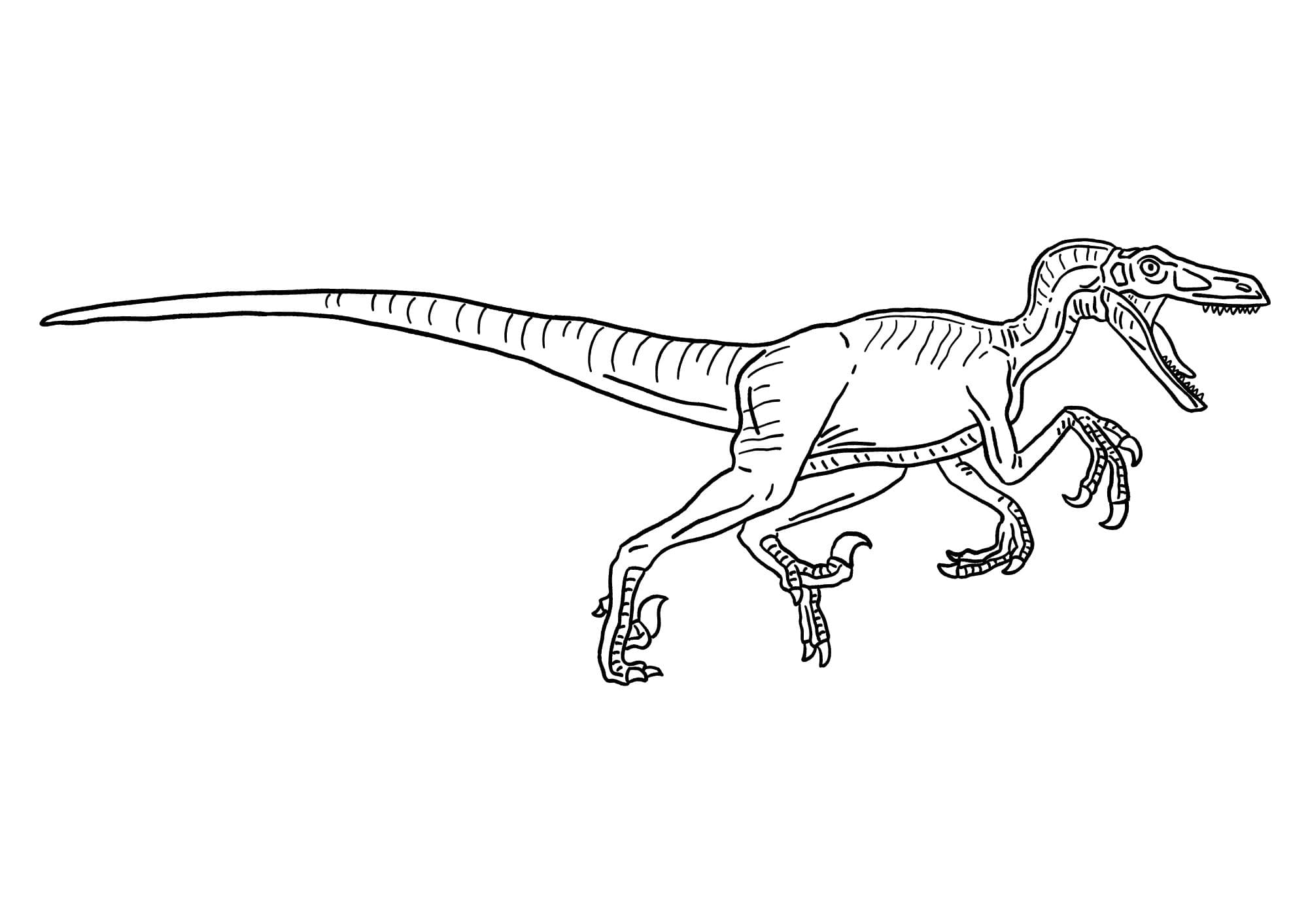 Velociraptor pictures to color (Free + Printable)