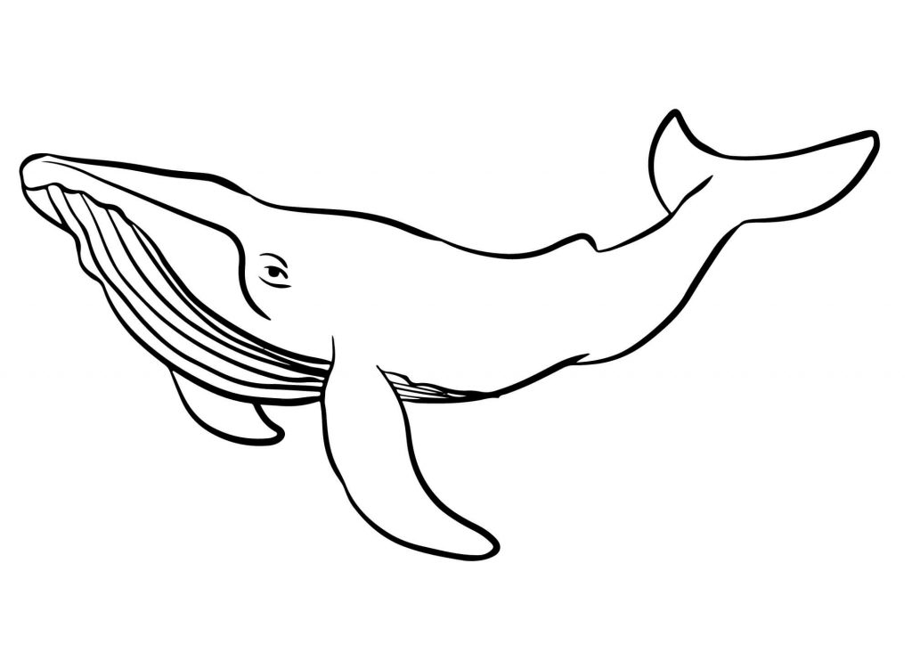  Wal Ausmalbilder (100% Kostenlos zum Ausdrucken) - Kokoprint.com Illustration 