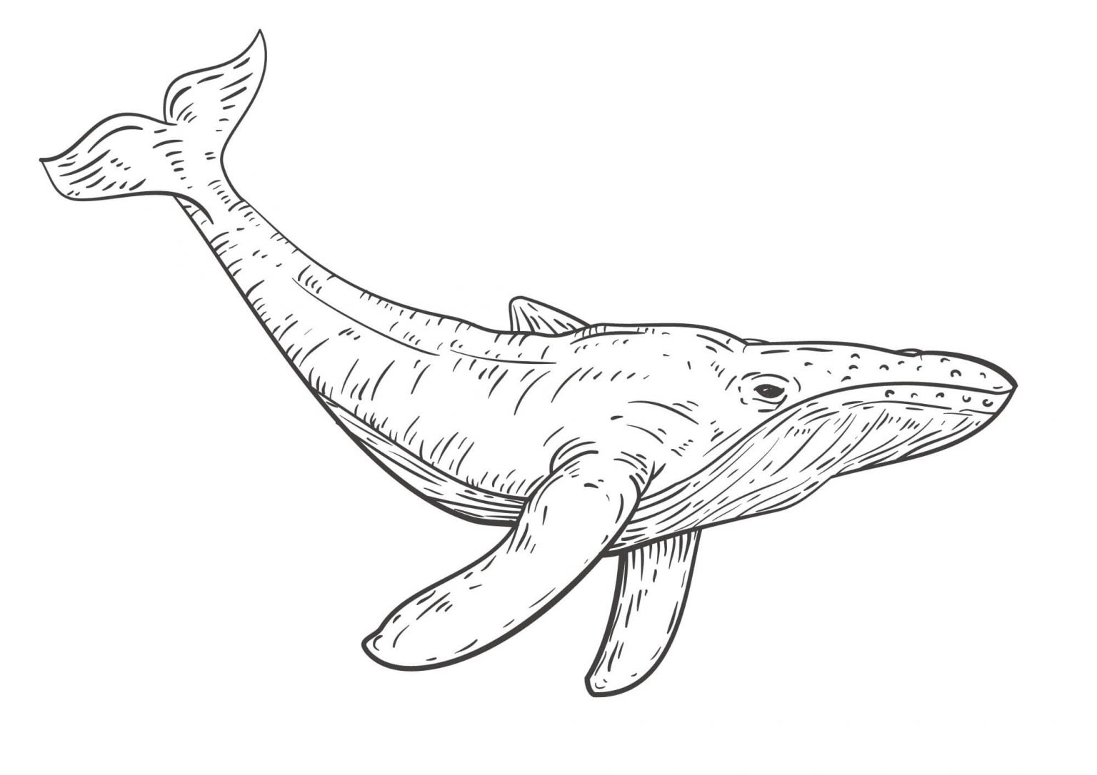 Whale Color Sheets (Free   Printable)